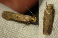 Bryotropha desertella/politella/terrella