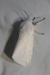Spilosoma lubricipeda
