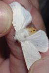 Spilosoma lubricipeda