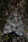 Acronicta rumicis
