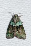 Cryphia algae