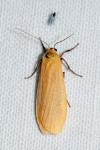 Wittia sororcula