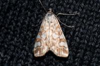 Elophila nymphaeata