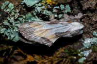 Harpyia milhauseri