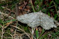 Hypomecis punctinalis