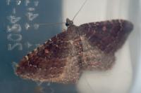 Nycterosea obstipata