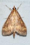 Ostrinia nubilalis/scapulalis