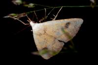 Rivula sericealis