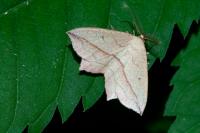 Timandra comae