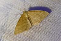 Idaea ochrata