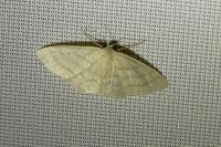 Idaea subsericeata
