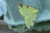 Opisthograptis luteolata