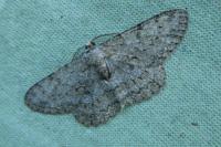 Hypomecis punctinalis