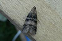Euzophera pinguis