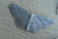 Idaea subsericeata