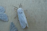 Spilosoma lubricipeda