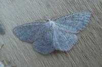 Cabera exanthemata