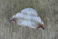 Laspeyria flexula