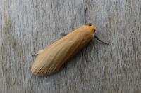 Wittia sororcula