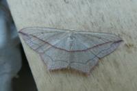 Timandra comae