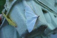 Palpita vitrealis