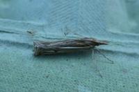 Ancylolomia tentaculella
