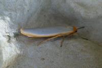 Manulea complana