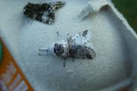 Furcula furcula
