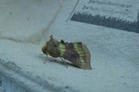 Diachrysia chrysitis