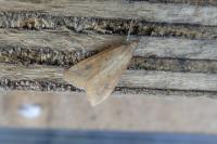 Udea ferrugalis