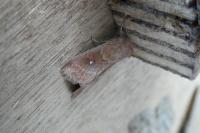 Mythimna albipuncta