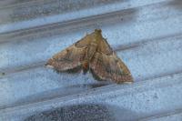 Endotricha flammealis