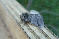 Thaumetopoea processionea