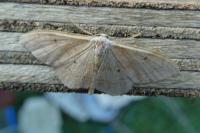 Idaea rubraria