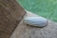 Collita griseola