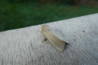 Mythimna pallens