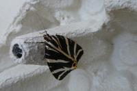 Euplagia quadripunctaria