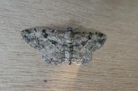 Peribatodes rhomboidaria