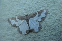 Lomaspilis marginata