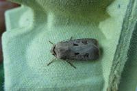 Agrotis exclamationis