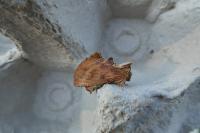 Ptilodon capucina
