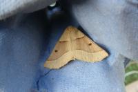 Crocallis elinguaria