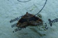 Xanthorhoe ferrugata