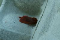 Phragmatobia fuliginosa