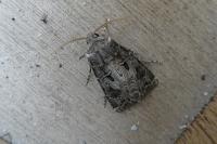 Agrotis bigramma