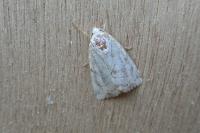 Cosmia trapezina