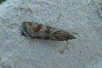 Nomophila noctuella