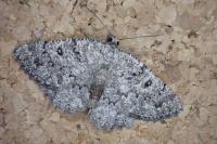 Charissa obscurata