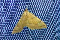 Camptogramma bilineata
