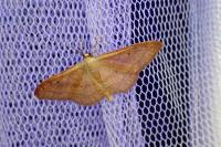 Idaea rubraria